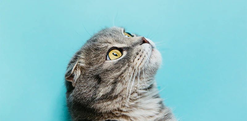 Deciphering your cat’s language - Pampered Pets