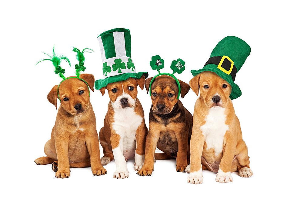 St. Patrick's Day - Pampered Pets