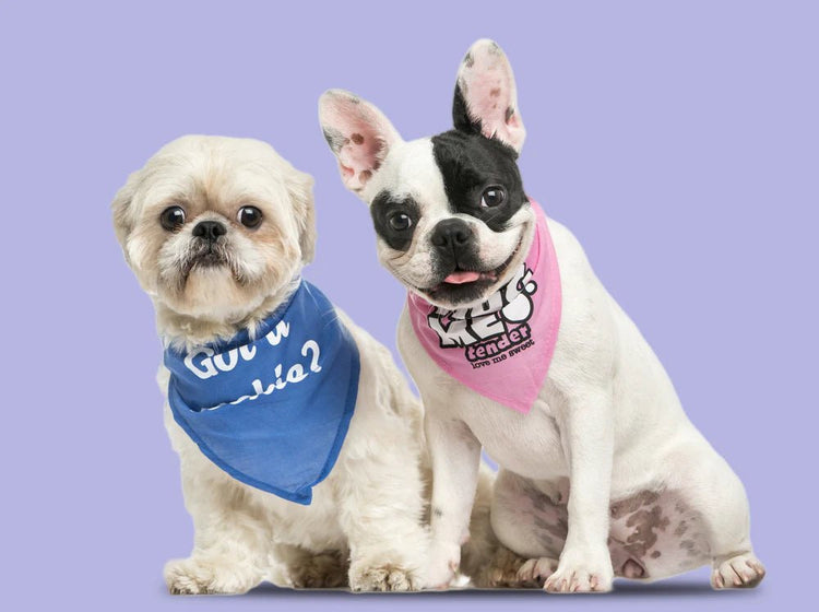 Bandanas & Hats - Pampered Pets