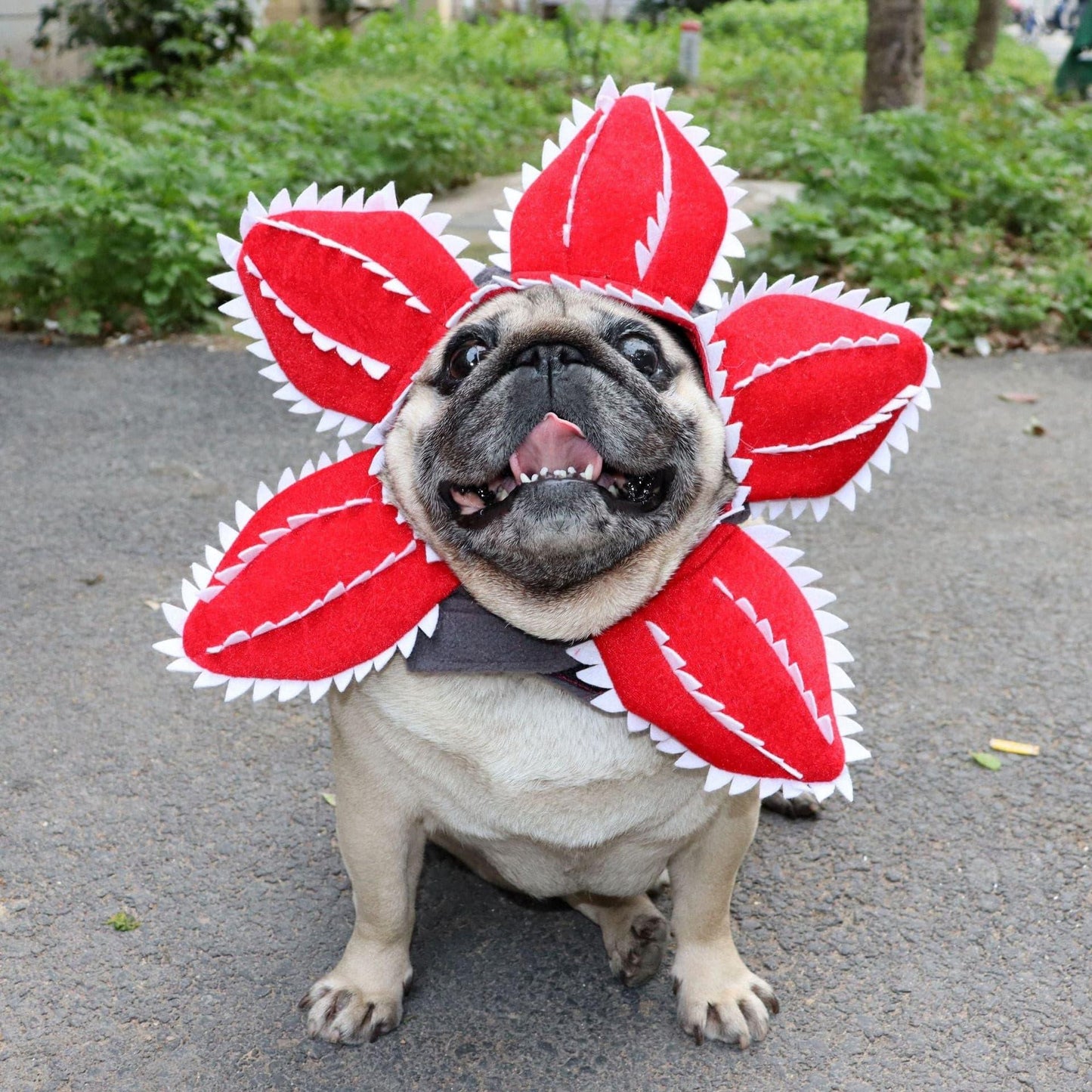 Cat Funny Cannibal Flower Headgear - Pampered Pets