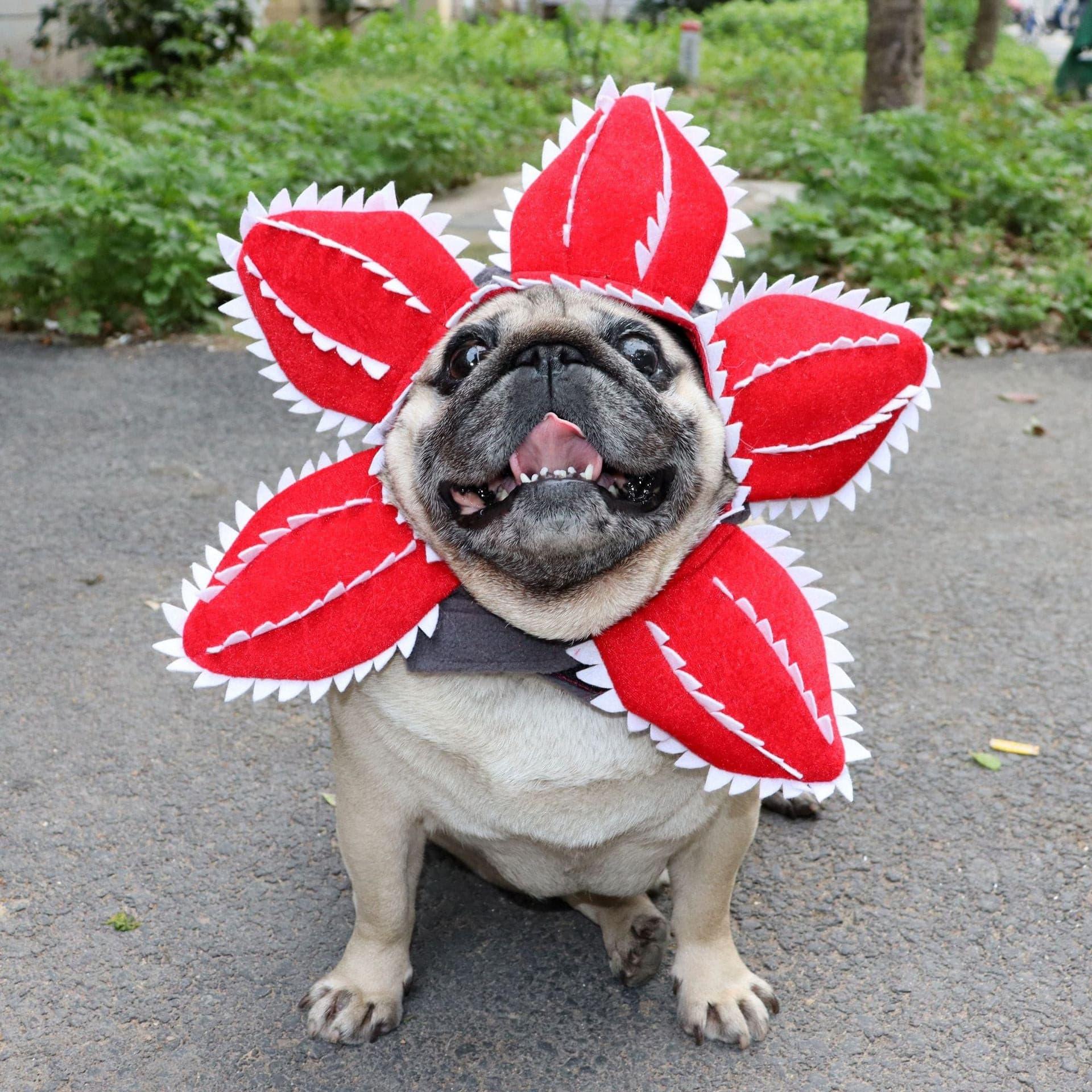 Cat Funny Cannibal Flower Headgear - Pampered Pets