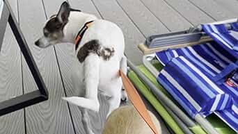 Dog Bark Deterrent Device - Pampered Pets