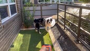 Dog Bark Deterrent Device - Pampered Pets