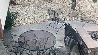 Dog Bark Deterrent Device - Pampered Pets