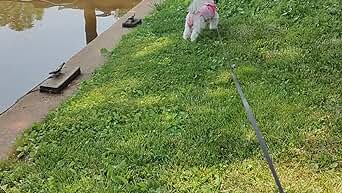 Dog Bark Deterrent Device - Pampered Pets