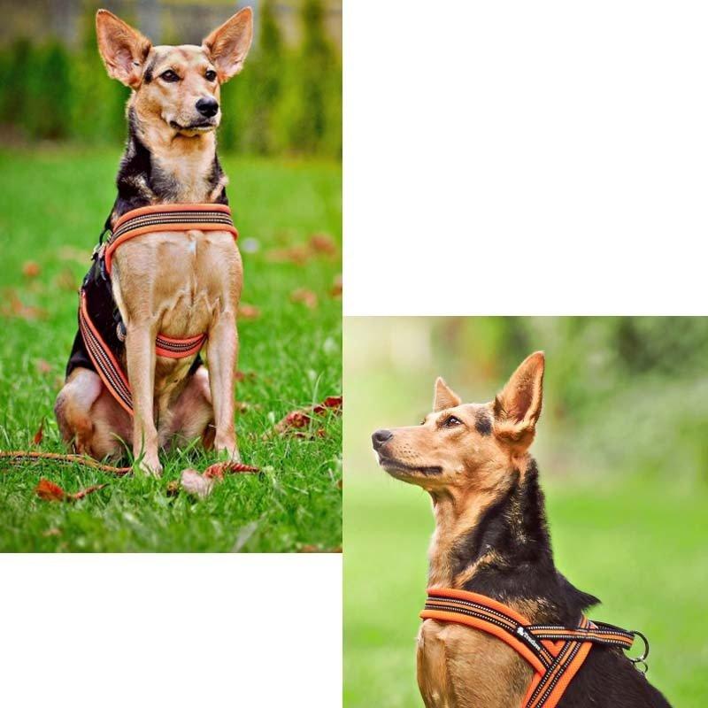 Truelove Soft Mesh Padded Nylon Dog Harness Vest 3M Reflective Security Dog Collar Easy Put On Pet Harness Pull-resistan 5 Color - Pampered Pets