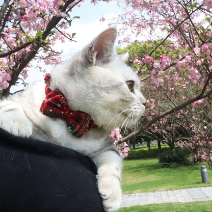 Red Striped Puppy Cat Collar - Pampered Pets