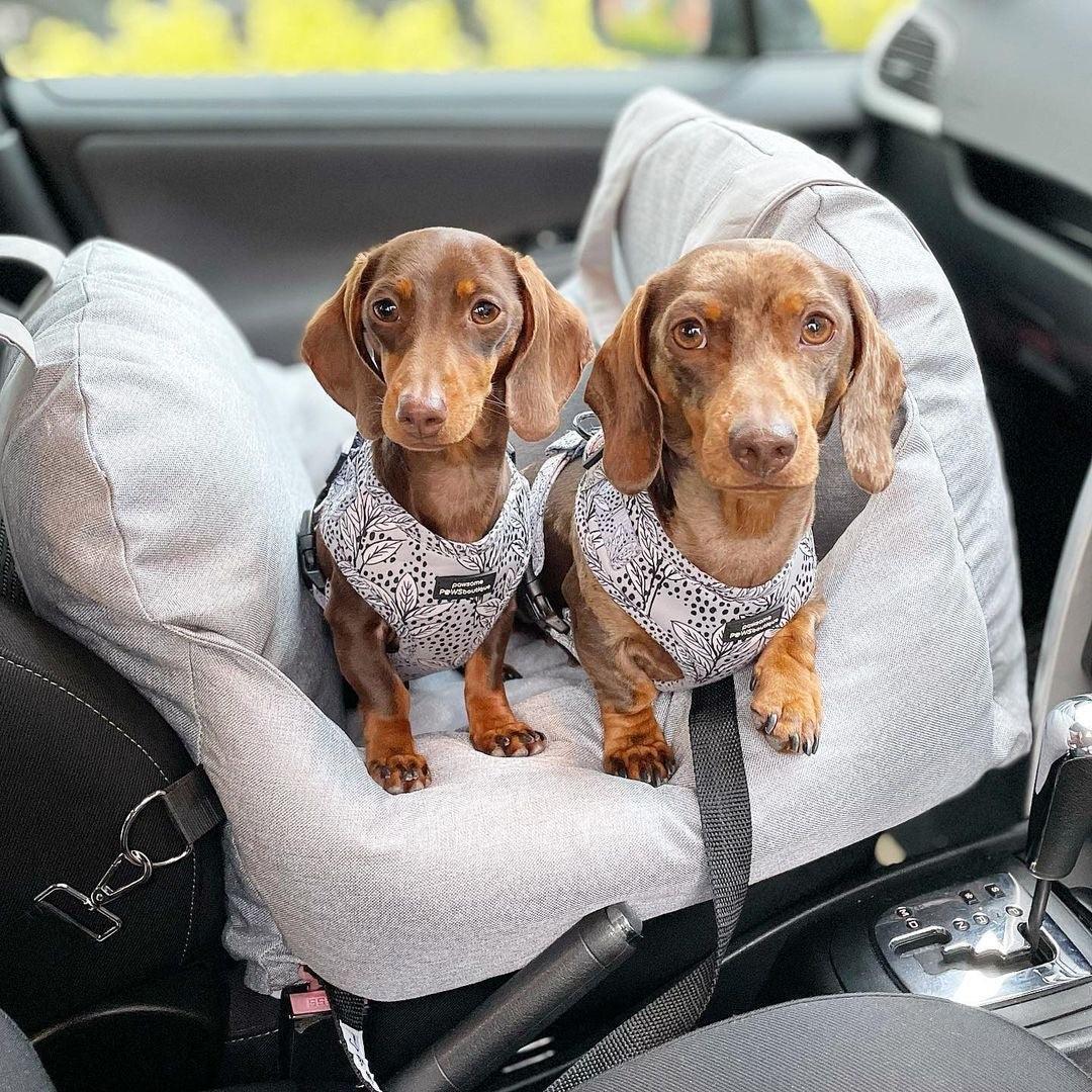 Pet Travel Bed - Pampered Pets