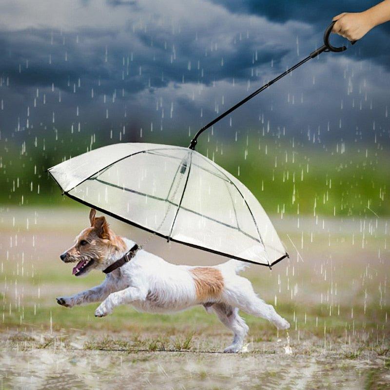 Pet Transparent Umbrella - Pampered Pets